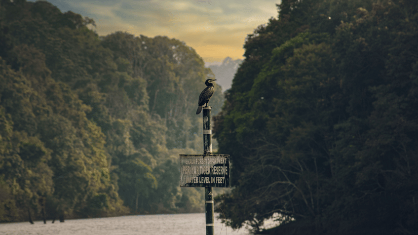 A bird perches atop a wooden pole in front of a dense green forest.