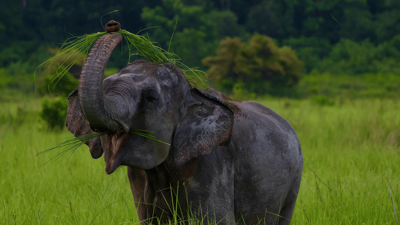 A magnificent elephant standing in a lush green field, using its trunk to lift a large bunch of tall grass towards its open mouth to eat with trees in the background during a Periyar elephant safari.