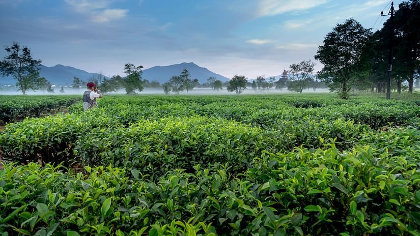 Image of a lush green tea plantation with a worker picking leaves.