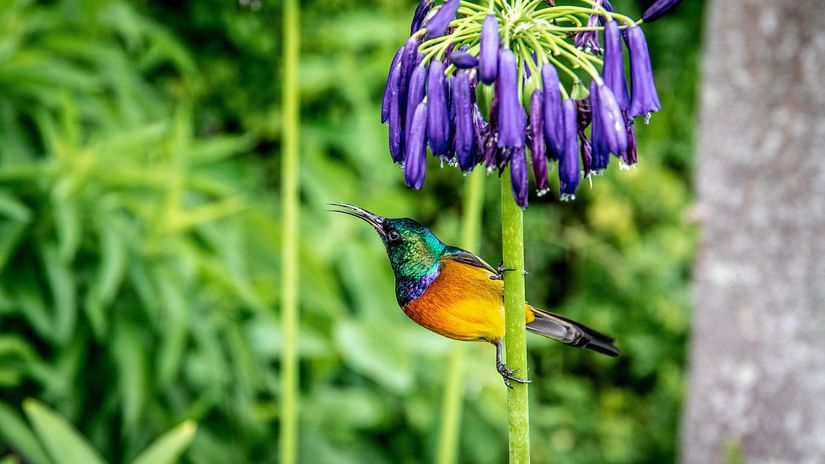 bird-perched-on-green-stem-3886530