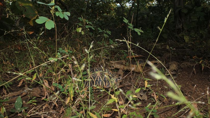 image of jungle grass