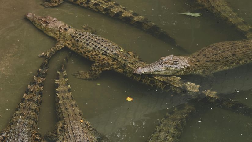 image of a group of crocodiles sitting calmly in a pond of water