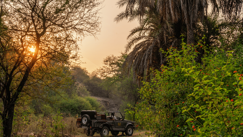 A jeep parked in an empty space next to trees and the sun setting in the background - Chunda Shikar Oudi, Udaipur