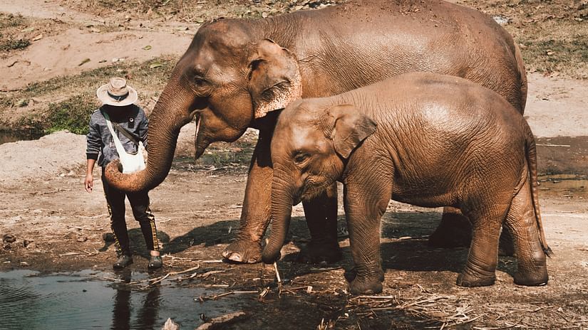 An image of two elephants with a trainer on the side