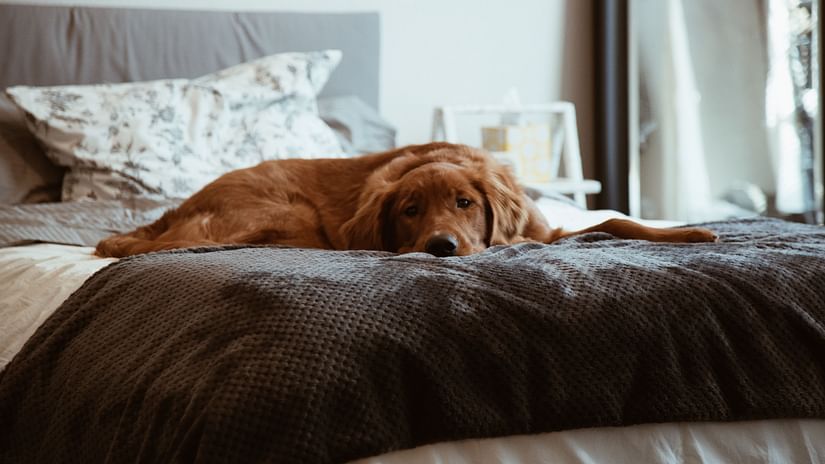 a dog laying on the bed