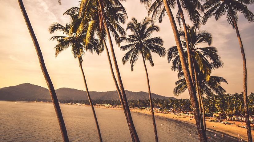 An overview of Palolem beach with coconut trees in the foreground