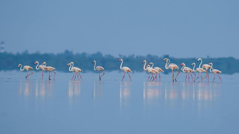 A flock of flamingos stands gracefully in a calm lake