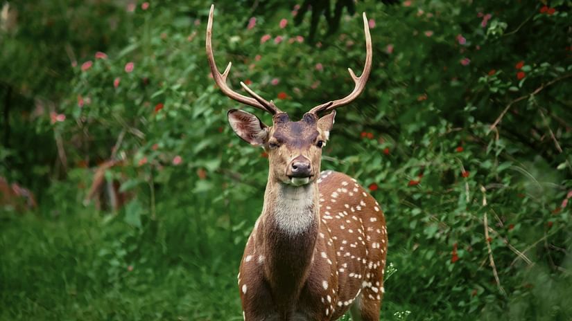 A close up shot of a spotted deer looking into the distance with vegetation in the background