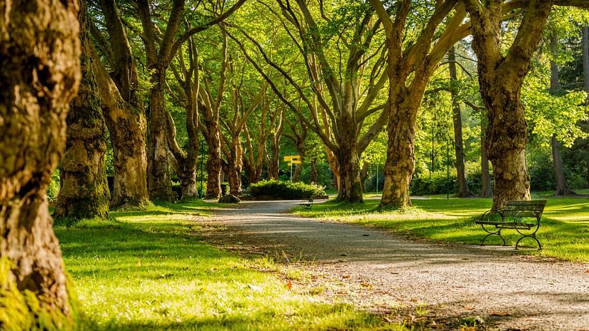 a pathway inside a garden with tree cover and grass on either side 