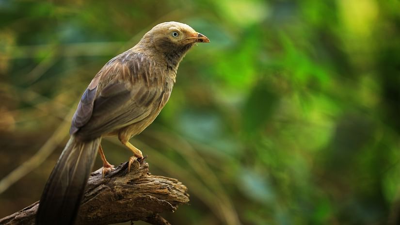 a bird perched on a tree branch in Aliyar Dam with the background blurred.