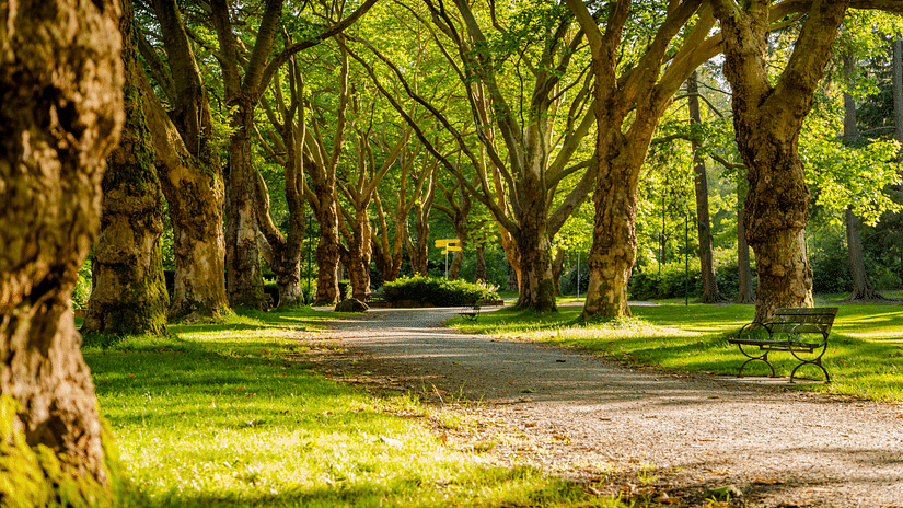 A park with a pathway in the centre and trees on either side.