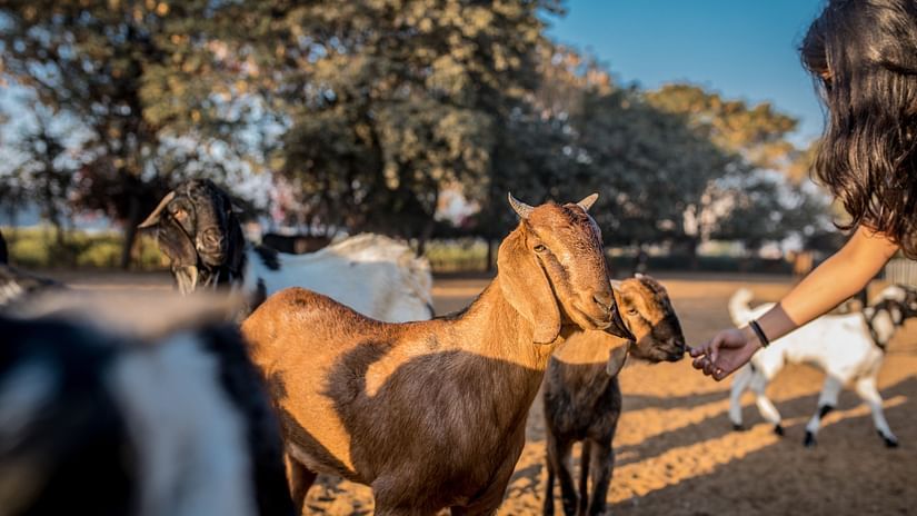 a person feeding a goat with other goats next to it at our resort in delhi - Karma Lakelands