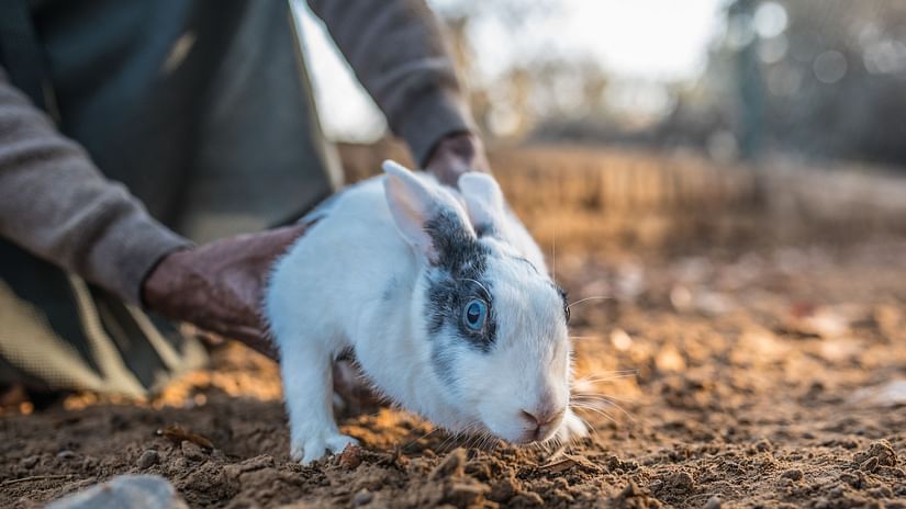 A close up shot of a rabbit carefully put down on the ground at Karma Lakelands.