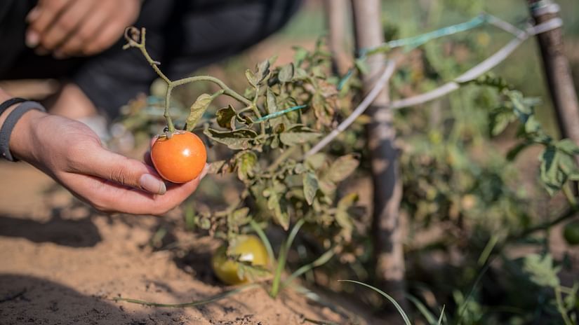 a person holding a tomato that has grown in our garden - Karma Lakelands