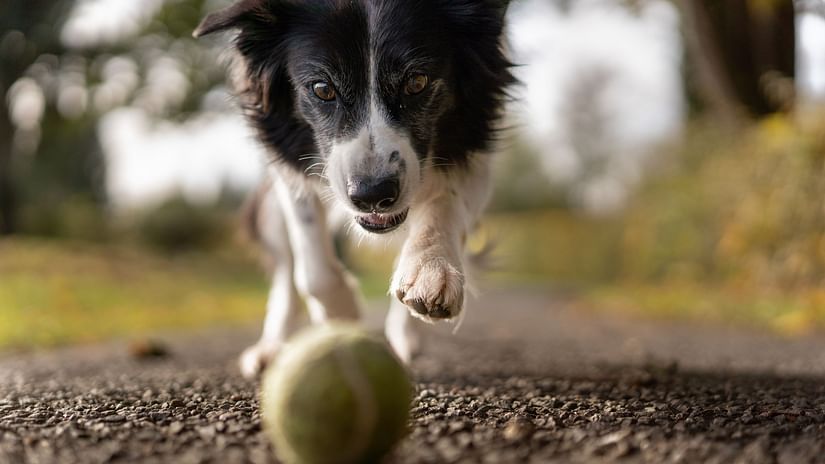dog chasing a ball