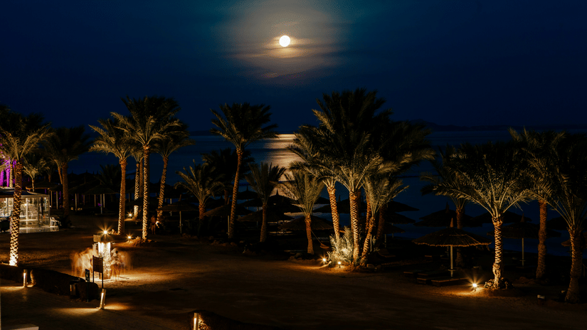 A night scene with a bright moon over a landscape featuring several palm trees and ground lighting