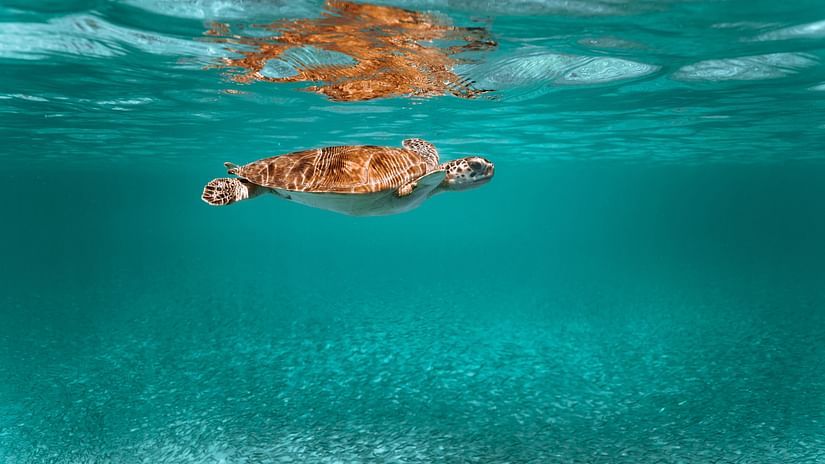 a turtle swimming