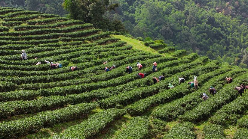 layered-tea-garden-along-shoulder-valley