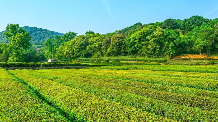tea-garden-fresh-culture-scenery