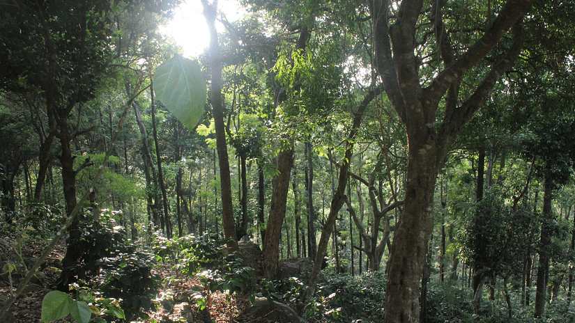 Let s Camp Yercaud activity coffee estate