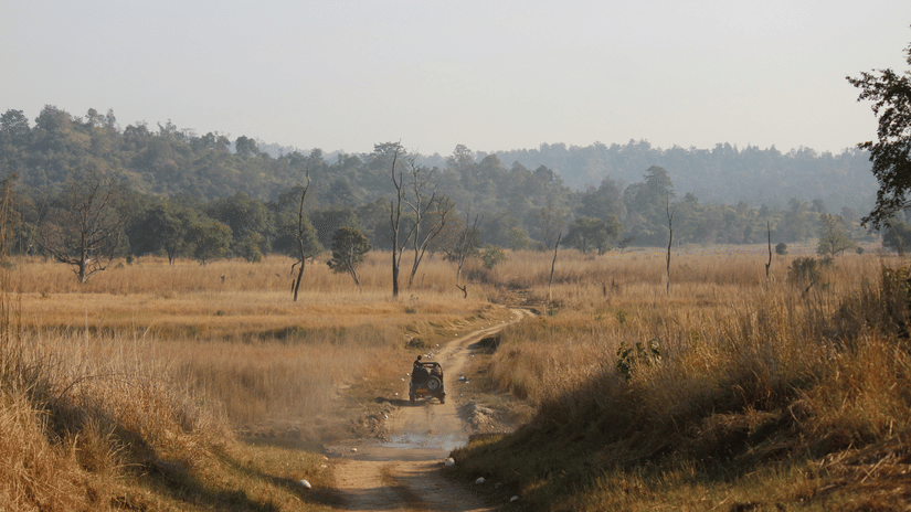 A safari jeep on a rugged road with lush forest ahead under a clear sky at Rajaji National Park