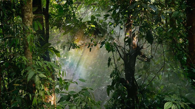 Lush rainforest with sunlight filtering through the canopy.