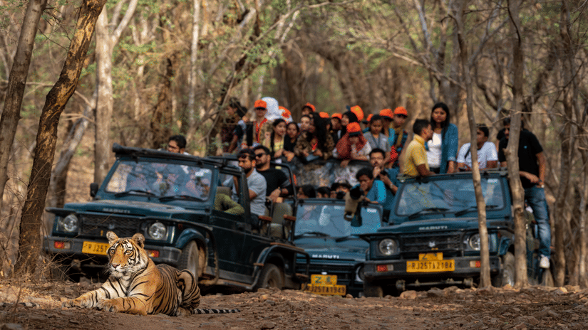 Jungle Safari Stone Wood Premier Dandeli