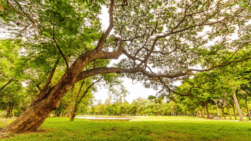 A large leaning tree with sprawling branches shades a green lawn in a park, with a small pond, distant trees, and people walking in the background.