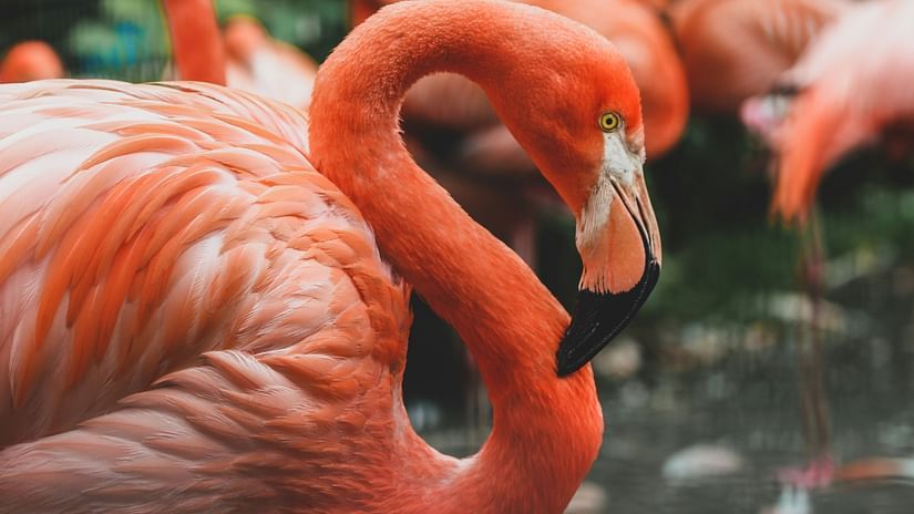 A close up shot of a flamingo showing its pink exterior with other flamingos in the background