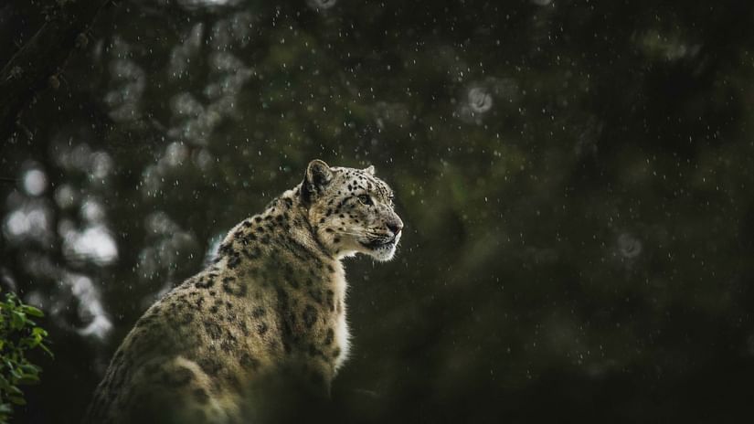 a snow leopard looking into the distance with greenery around it