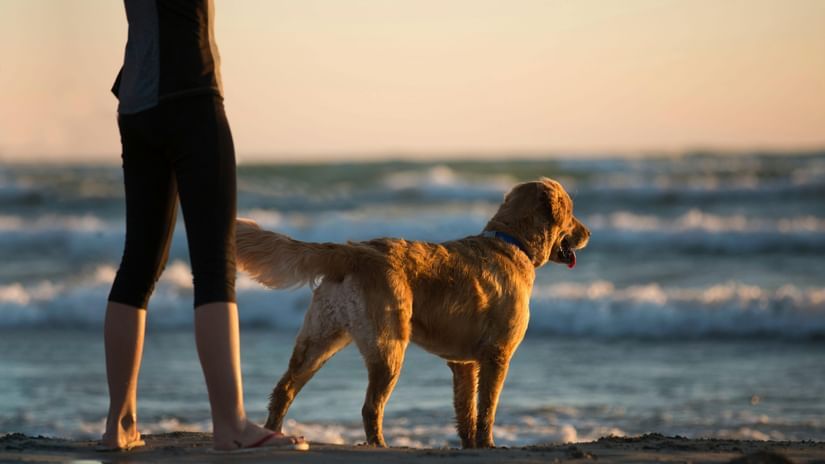 A golden retriever standing at the shoreline