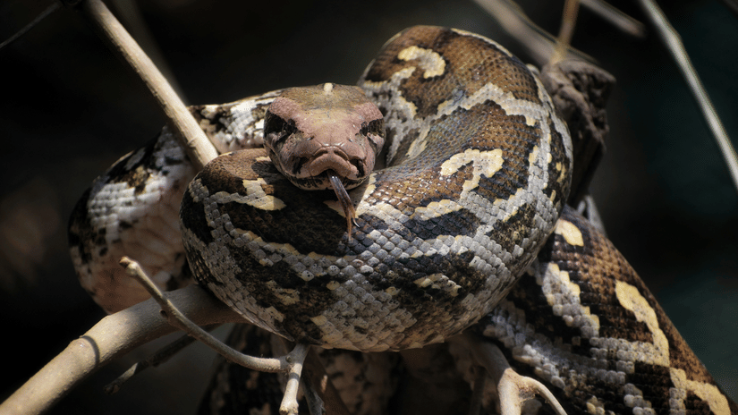 An African Rock Python with intricate patterns on its scales rests its head on its own coiled body while perched among thin wooden branches.