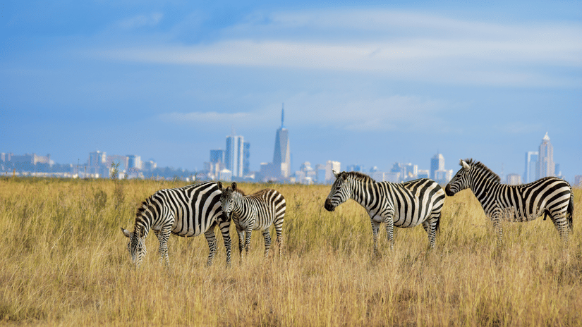 A small group of zebras grazes on the tall dry grass of a flat plain in Nairobi National Park while the distant skyline of Nairobi city rises far off in the background.