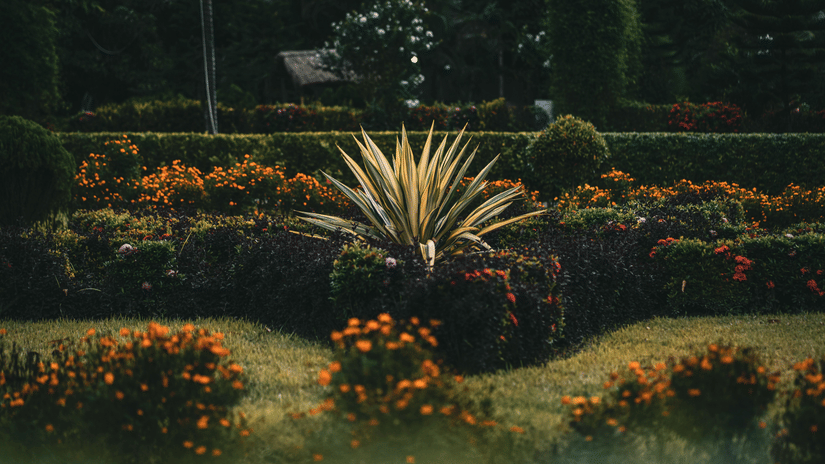 A neatly manicured formal garden featuring an agave plant at the centre, surrounded by hedges and orange flowerbeds.
