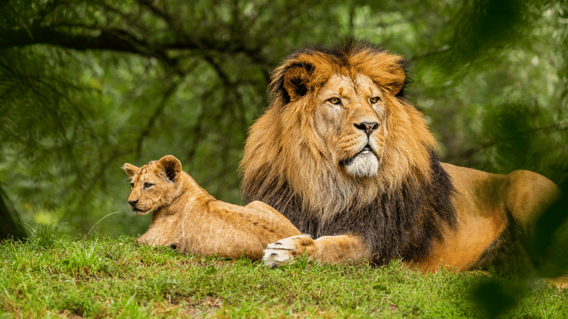 A lion rests on lush grass alongside its cub.