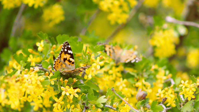 A close-up shot of a painted lady butterfly resting on a bed of dense bright yellow blossoms, with a white edit pencil icon overlay.