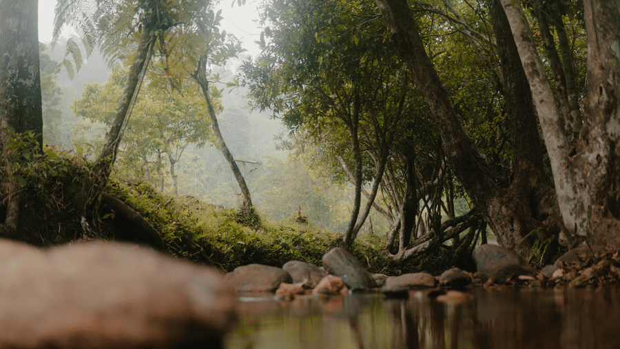 A stream flows through a foggy forest with trees on both sides. - Wayanad