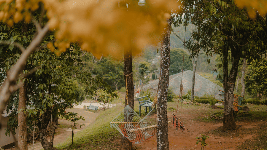 Trees with yellow flowers are seen along a fence. - Wayanad