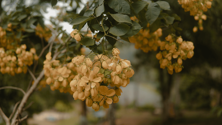 A close-up shows yellow flowers on a tree. - Wayanad.