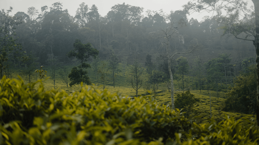 Green hills are covered with trees and mist. - Wayanad