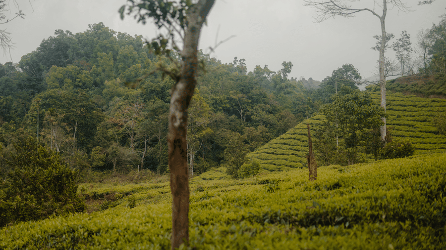 An overview of a tea estate with mist covering the top of the hill in the background.- Wayanad