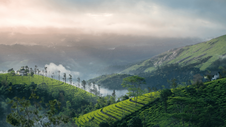 An aerial view of Vagamon's tea estates on a hill with fog covers over them and the sun setting in the distance, one of the best places to visit in Vagamon.