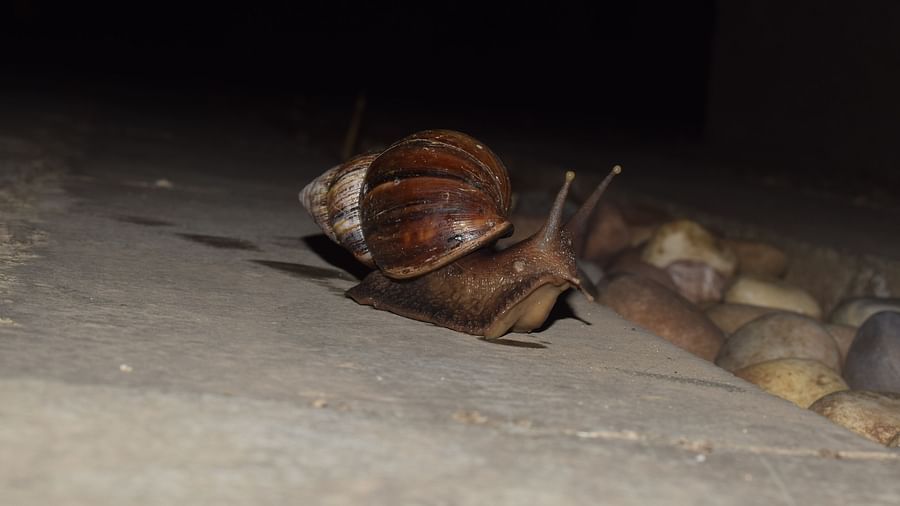 a snail at night with rocks in the background