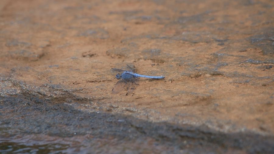 Image of a Little Skimmer