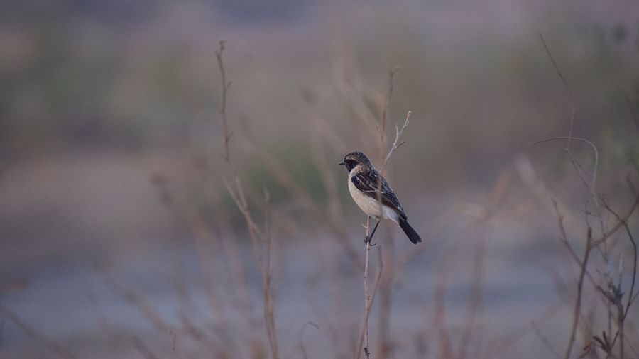 Siberian Stone Chat sitting on a branch
