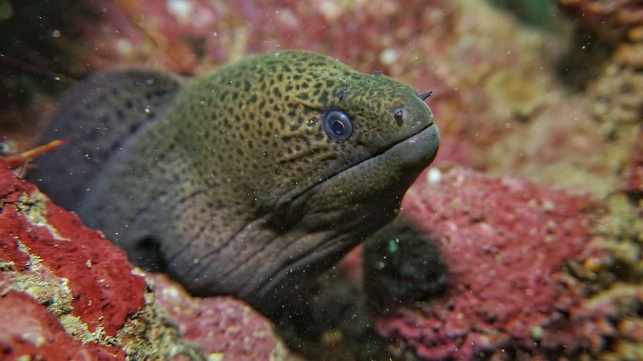 Moray Eel Photo by Rylan Pereira