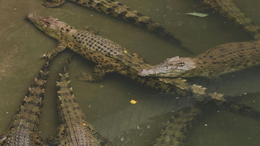 image of a group of crocodiles sitting calmly in a pond of water