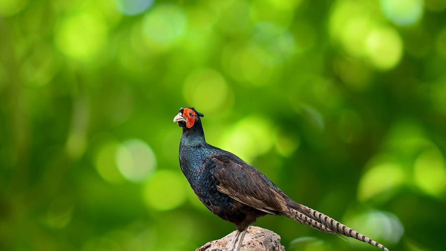 bird park esselworld picture of cape glossy starling