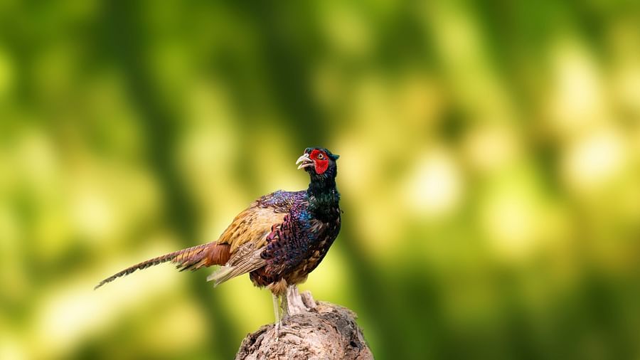 bird park esselworld, a picture of melanistic ring-necked pheasant