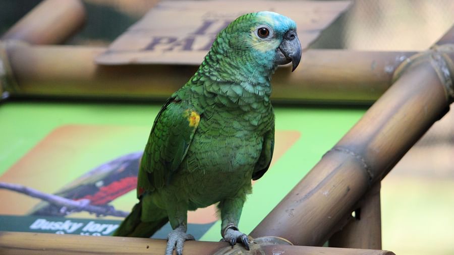 bird park esselworld, a picture of electus parrot